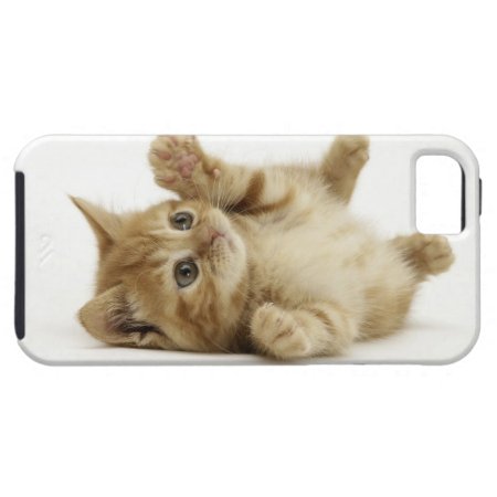 Cute Kitten iPhone 5 Cases