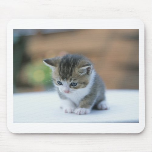 Cute Kitten Mousepads