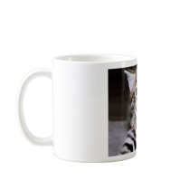 Cute Kitten Mugs