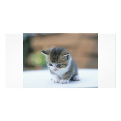 Cute Kitten photo cards