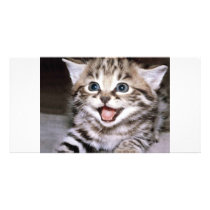 Cute Kitten Customized Photo Card