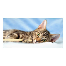 Cute kitten playing customized photo card
