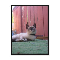 "Cute Kitten" postcard