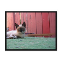 "Cute Kitten" postcard by Angie529 "Cute Kitten" postcard