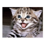 Cute Kitten Postcard