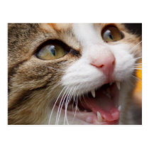 Cute Kitten Postcard