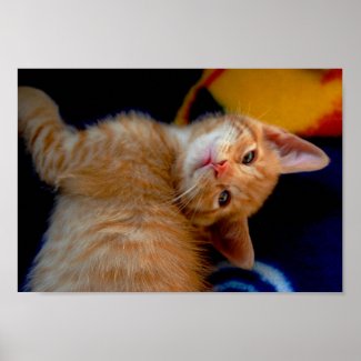 Cute Kitten Poster print