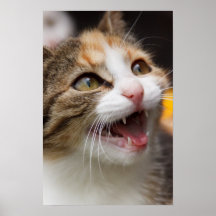 Cute Kitten Poster