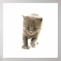 cute kitten posters