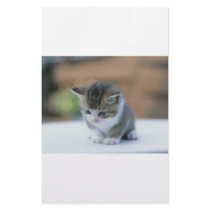 Cute Kitten stationery