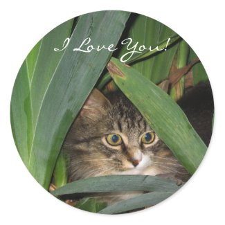 Cute Kitten Stickers sticker