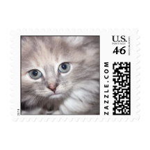 cute kitten usa stamps