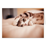 Cute Kitten with Paw over Face Greeting Cards