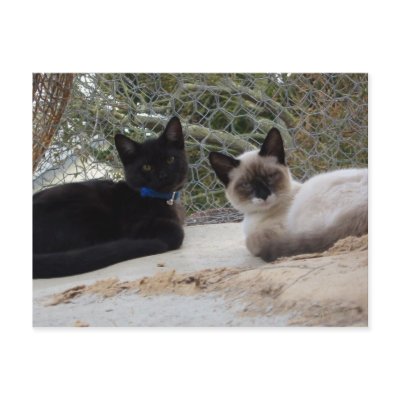 Cute Kittens - postcard by Angie529