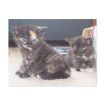 Cute Kittens postcards by lelajohansen Cute Kittens postcards