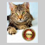 Cute kittie - Postcard postcards