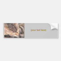 Cute Kitty Bumper Sticker