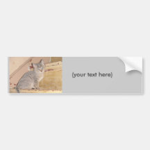 Cute Kitty Bumper Sticker