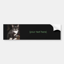 Cute Kitty Bumper Sticker