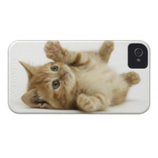 Cute Kitty casematecase