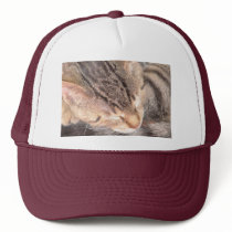 Cute Kitty hats