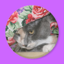 cute kitty magnets