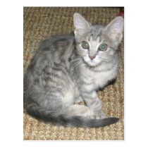 CUTE KITTY PICS I postcards