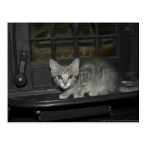 CUTE KITTY PICS II FIREPLACE postcards