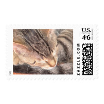 Cute Kitty postage