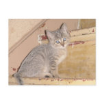 Cute Kitty Postcard