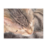 Cute Kitty Postcards
