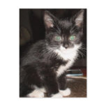 Cute Kitty Post Cards
