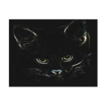 Cute Kitty Postcards