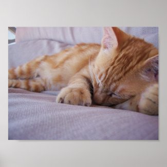 Cute Kitty print