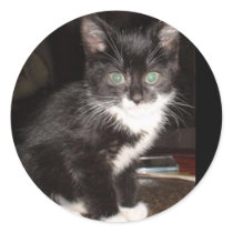 Cute Kitty Round Stickers