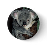 Cute Koala Bear buttons