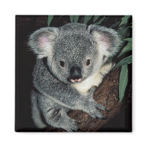 Cute Koala Bear Magnet