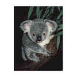 Cute Koala Bear Postcards