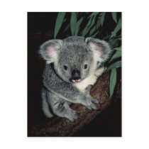 Cute Koala Bear postcards
