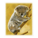 Cute...Koala Bear...Poster and Print! by 777Images Cute...Koala Bear...Poster and Print!