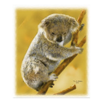 Cute...Koala Bear...Poster and Print!