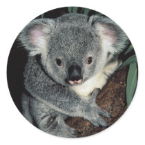 Cute Koala Bear Round Stickers