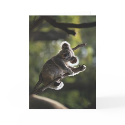 Koalas Climbing
