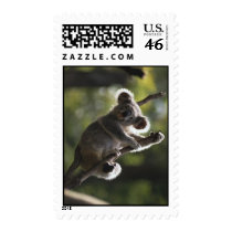 Cute Koala Climbing Stamps