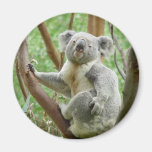 Cute Koala Refrigerator Magnets