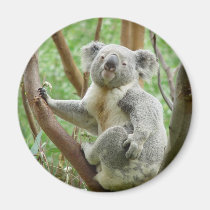 Cute Koala magnets