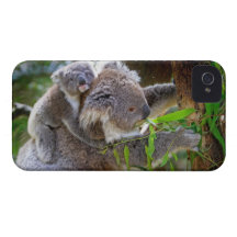 Cute Koalas