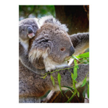Cute Koalas Custom Invitations