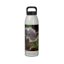 Cute Koalas Drinking Bottles