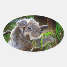 Cute Koalas Oval Stickers